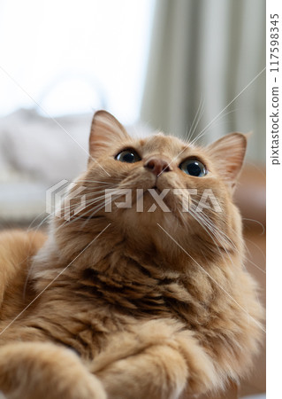 A staring cat, a tea tabby cat 117598345