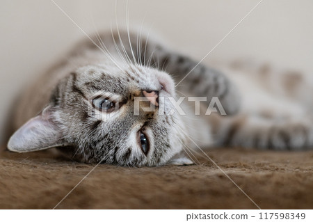 Siamese tabby cat lying down to show off 117598349