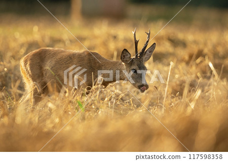 Roe deer buck in a field with grain Roe deer buck in a field with grain 117598358