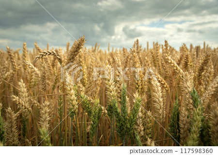 Close-up of wheat ears and a cloudy sky Close-up of wheat ears and a cloudy sky 117598360