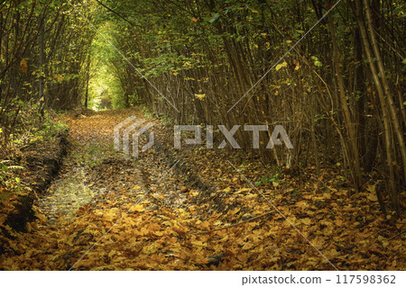 Fallen yellow leaves on a wet dirt road in a dense forest Fallen yellow leaves on a wet dirt road in a dense forest 117598362