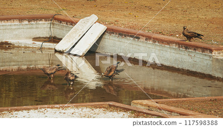 Many birds Black kites - Milvus migrans - Bird sitting near water pool and drinking water. New Delhi, Delhi, India. Doves birds on The Humayun's tomb. Famous place is Tomb of Mughal emperor, Mirza 117598388