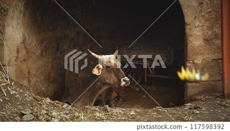 Cow resting in livestock. Indian sacred cow. India, Asia, Cow resting in livestock. Indian sacred cow. India, Asia, 117598392