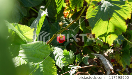 Ripe Raspberry on a Bush on a Sunny Summer Day 117598900