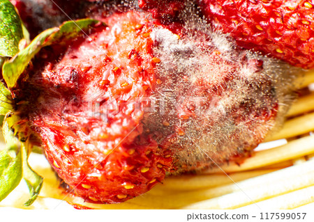 mold on strawberries. The spoiled berry has been covered with black mold 117599057