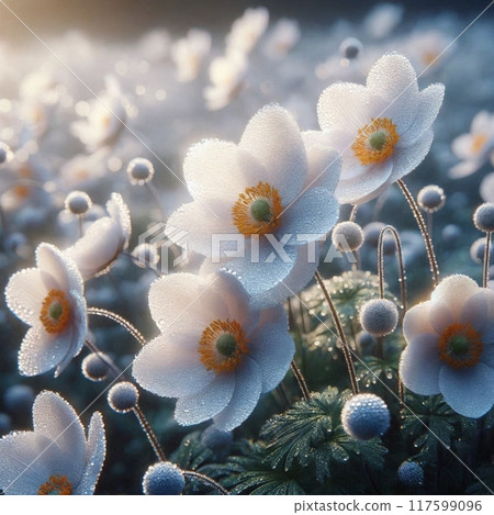 純白的秋菊在晨露中閃閃發光 117599096