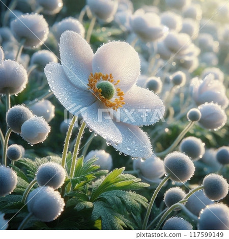 被露水打濕的秋菊花特寫 117599149