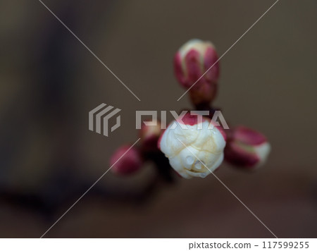 早春一月梅花芽膨大 117599255