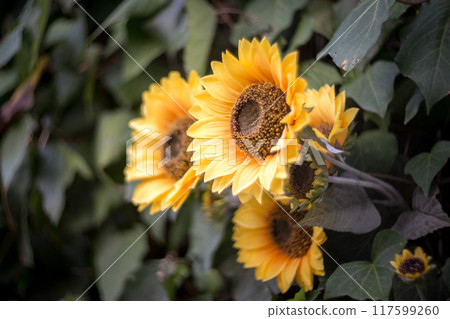 向日葵 117599260