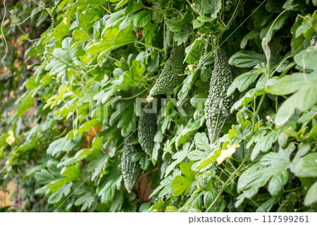 Bitter melon growing in the field 117599261