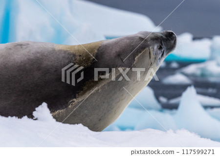Crabeater Seal resting on a sheet of ice 117599271