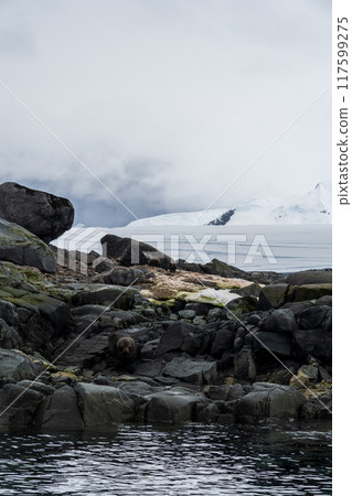 Fur seal on a rock Fur seal on a rock 117599275