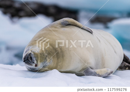 Crabeater Seal resting on a sheet of ice Crabeater Seal resting on a sheet of ice 117599276