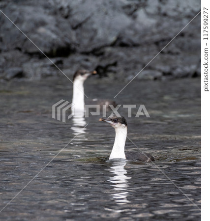 An Antarctic Shag at Cuverville Island 117599277