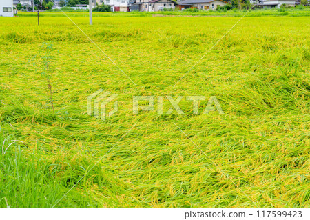 [Agricultural damage] Fallen rice [Nagano Prefecture] 117599423