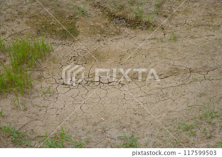 A road cracked by the summer heat A road cracked by the summer heat 117599503