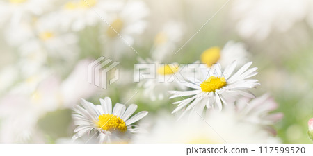 Close up macro photo of daisy flowers summer field. Copy space panoramic wallpaper. 117599520