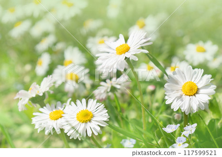 Beautiful close up summer landscape with meadow daisies flowers in grass. Natural wallpaper. 117599521