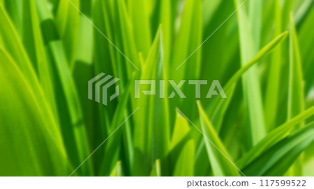 Defocused close up macro green grass wallpaper. Copy space background. 117599522