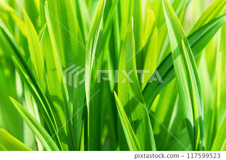 Macro photo of summer green grass wallpaper. Copy space close up background. 117599523