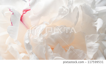Close up photo of tenderness peony petals. Pale beige colors interior design wallpaper. 117599531