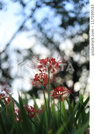 Jade Bokage和Higanbana Jade Bokage和Higanbana 117599583