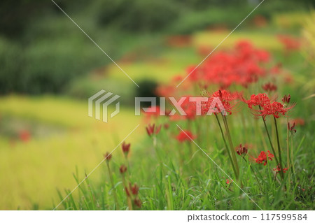 在稻田的山脊上綻放的簇狀孤挺花 117599584