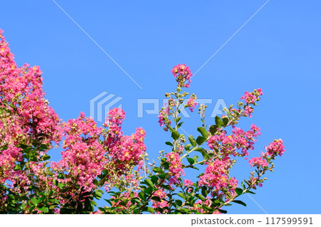 Salmonberry flowers in full bloom Salmonberry flowers in full bloom 117599591