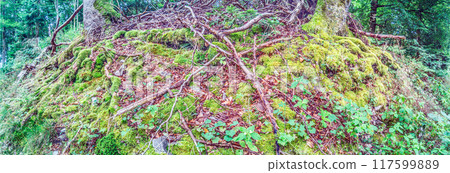 Panoramic image of an overgrown forest floor with roots and moss 117599889