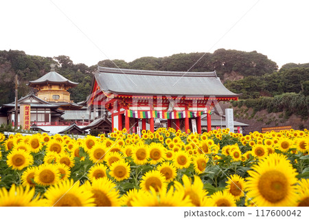 Manganji temple gate at the back of the sunflower field Manganji temple gate at the back of the sunflower field 117600042