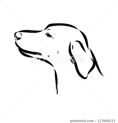 Happy American Foxhound peeking dog. Foxhound portrait. Black and white vector illustration. 117600213