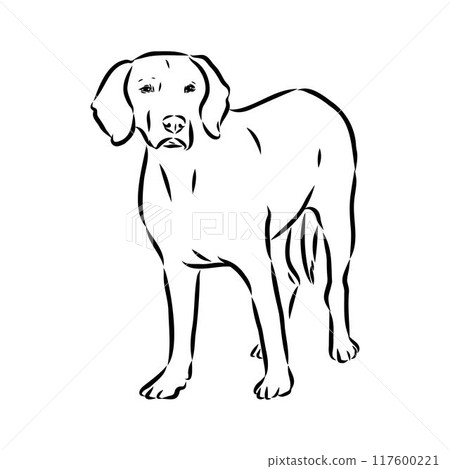 Happy American Foxhound peeking dog. Foxhound portrait. Black and white vector illustration. 117600221