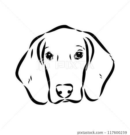 Happy American Foxhound peeking dog. Foxhound portrait. Black and white vector illustration. 117600239