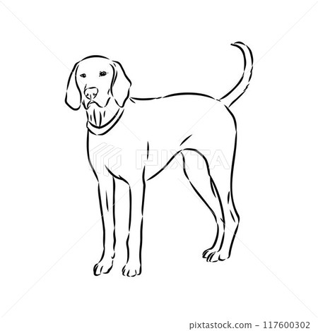Happy American Foxhound peeking dog. Foxhound portrait. Black and white vector illustration. 117600302