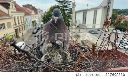 Doves with squabs. Pigeons are demanding to be fed. The chicks are four days old. The concept of pigeon life in the city 117600330