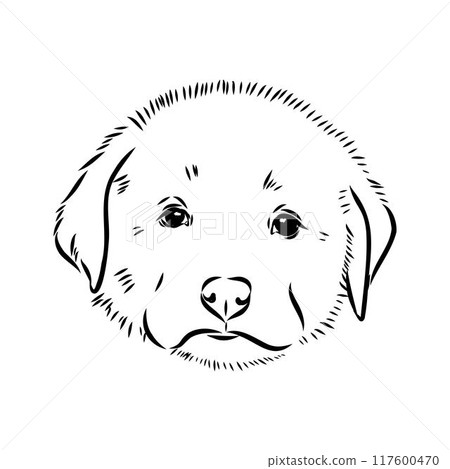 Anatolian shepherd vector sketch illustration 117600470