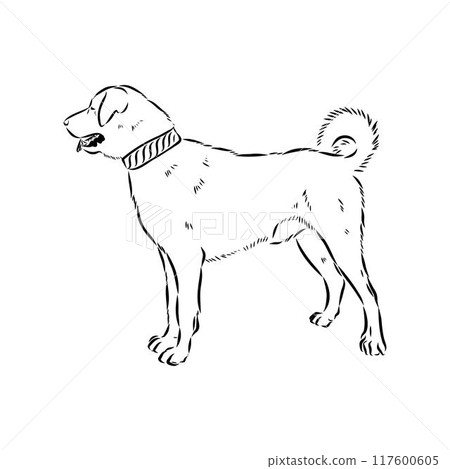 Anatolian shepherd vector sketch illustration 117600605