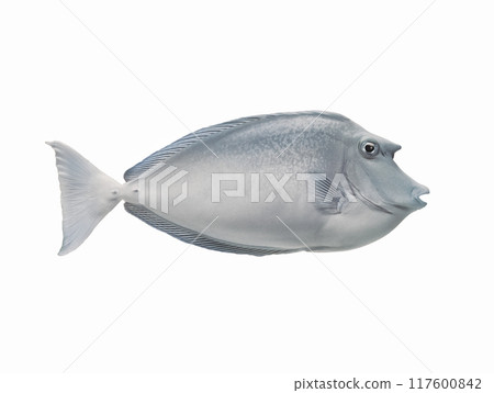 Bluespine unicornfish isolated on white background Bluespine unicornfish isolated on white background 117600842