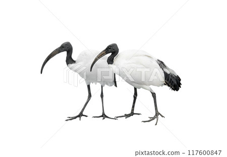 two african sacred ibis isolated on white 117600847
