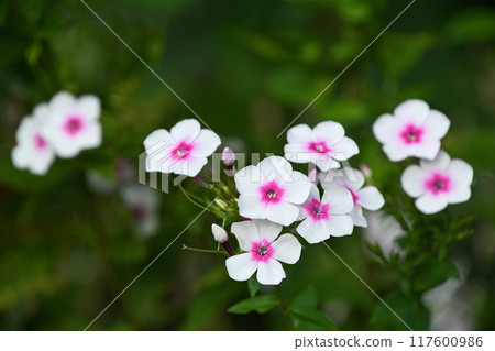 Hydrangea (flowering herbs) 117600986