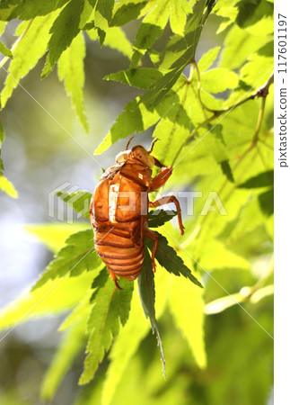 葉子上的蟬殼 117601197