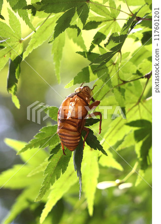 Cicada shells on leaves Cicada shells on leaves 117601201