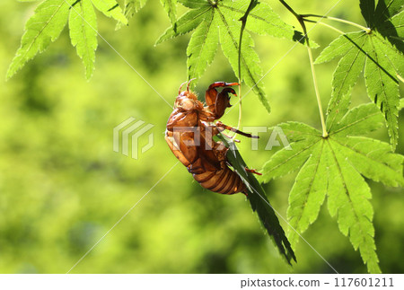 Cicada shells on leaves Cicada shells on leaves 117601211