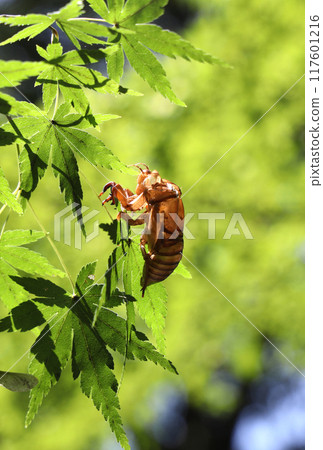 Cicada shells on leaves 117601216