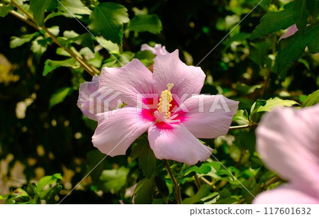 Pink colorful flower flowers Pink colorful flower flowers 117601632