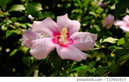 粉紅色的彩色花朵 粉紅色的彩色花朵 117601633