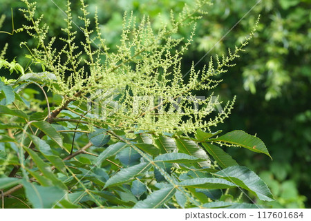 努德芽 努德芽 117601684