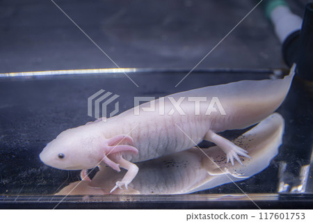 懷舊蠑螈 117601753