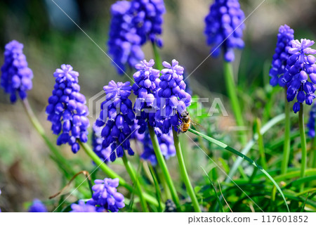 藍色穆斯卡里花和蜜蜂 藍色穆斯卡里花和蜜蜂 117601852