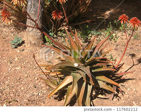 Flowers of the Aloe Cameronii (Red Aloe vera) plant,  evergreen perennial plant in garden, on desert soil. Medicinal plant 117602212